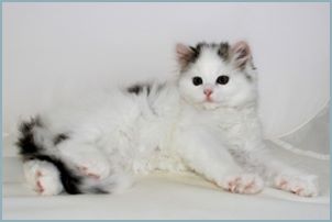 Female Siberian Kitten from Deedlebug Siberians